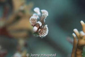 Juvenile Sweetlips. Bohol Philippines. by Jonny Haugstad 
